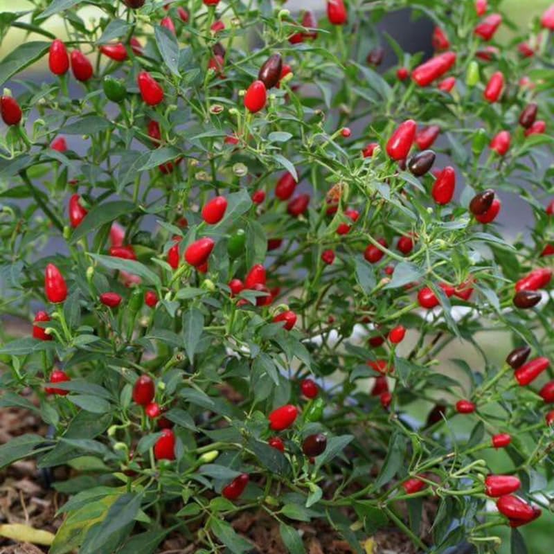 Red Pequin Pepper Plants Live for Planting, 6 to 8 Inch Tall Pepper Plants in Pot, Hot Peppers