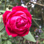 Rose Bushes Ready to Plant Outdoor, Bareroot 5-9 Inch Tall, Fragrant Rose Flower (Double Red Rose)