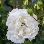 Rose Bush Live Plant, Hybrid Tea Rose Plant Live, 5-9 Inch Tall, Fragrant Flowers Tree, Well-Rooted 1 Year Old, No Pot (White Rose)