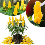 Live Shrimp Plant, Yellow Shrimp Plants Live, 4-6 Inches Tall, Colorful Ornamental Plant for Outdoor Growing