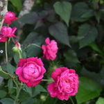 AVERAR Combo 6 Pink Rose Cuttings, 5–8 Inch Long Starter Cuttings for Planting, Rose Bush Flower Plant for Garden Outdoor Growing