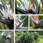 Bird of Paradise Plant Live, White Bird of Paradise Live Plant from 9 to 12 Inches Tall, Flower Bush Plant