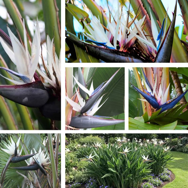 Bird of Paradise Plant Live, White Bird of Paradise Live Plant from 9 to 12 Inches Tall, Flower Bush Plant