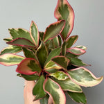 Peperomia Plant Live, Peperomia Houseplant Live, Tricolor Foliage, 4 to 6 Inches Tall, Ideal for Home and Office Decoration
