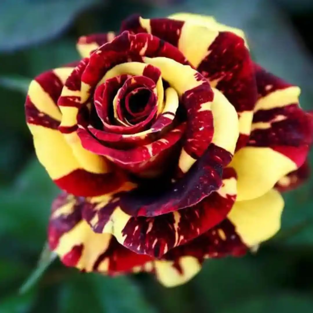 Striped Yellow Climbing Rose Live Plant, 6 Months Old Starter, Fragrant Purple Climbing Roses for Planting Outdoor, No Pot