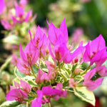 2 Bougainvillea Plants Live, Varigated Bougainvillea Live Plant, 4 to 6 Inc Tall