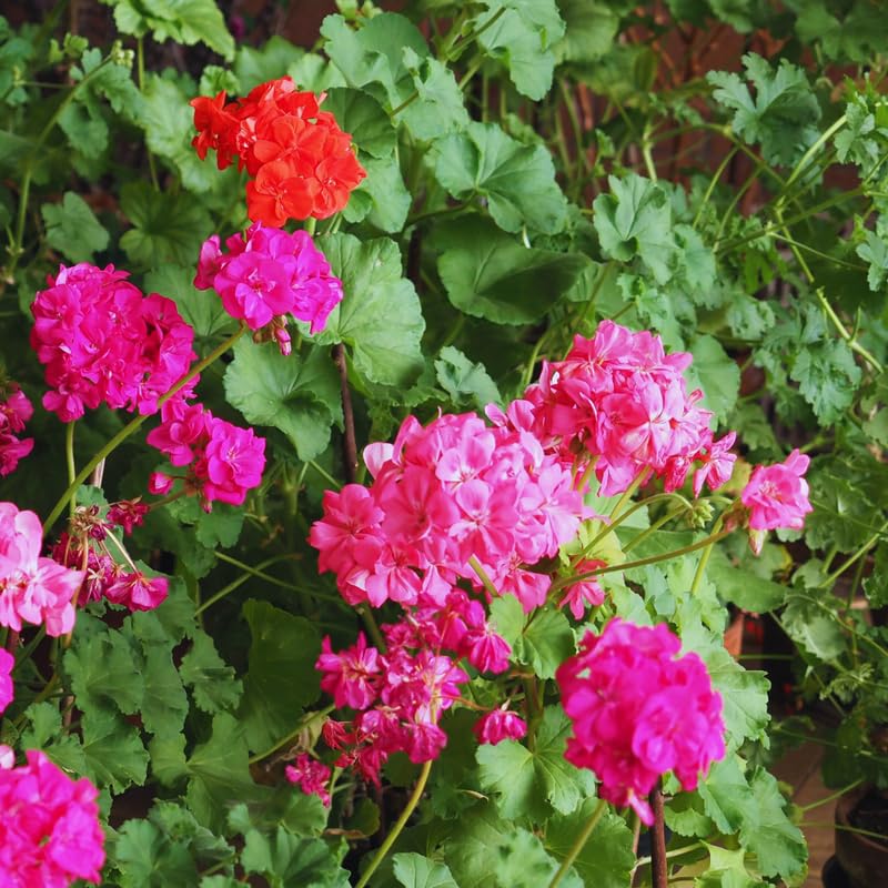 3 Pink Geraniums Live Plants, Live Geranium Plant, 3 Inc to 6 Inc Tall, Geranium Live Plants Geranium Flower Plant