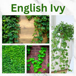 English Ivy Live Plant, 1 Pot English Ivy Vines, Perennial Climbing Ivy for Garden, Trellis, Containers