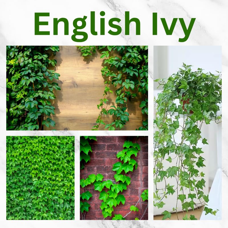 2 Pots English Ivy Live Plants, Perennial English Ivy Vine, 4-8" Tall, Fast-Growing Climbing Ivy for Outdoor Garden, Fence, Containers