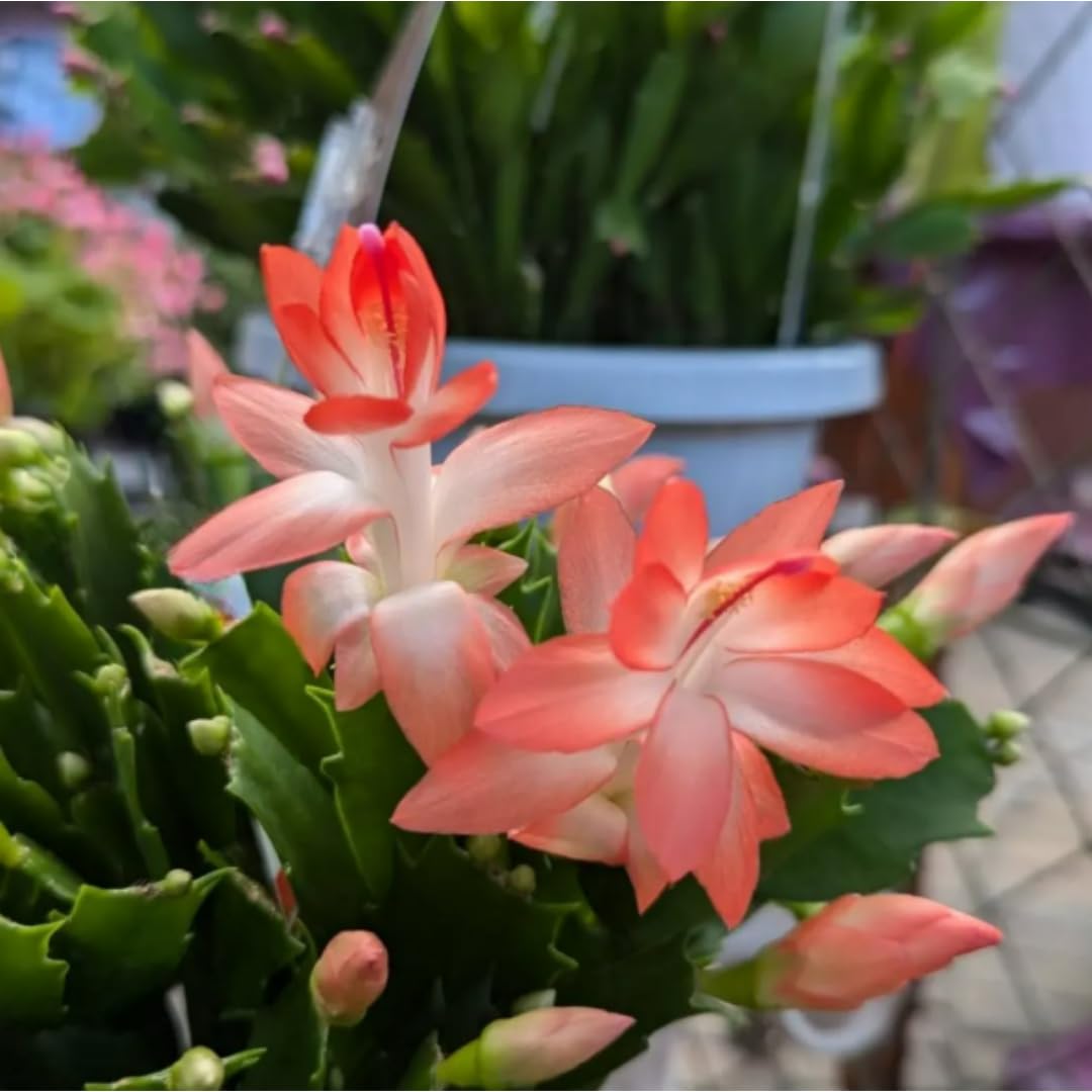 Thanksgiving Cactus Live Plant Size 5-9", Holiday Christmas Cactus Plants Live, Winter Bloom, Indoor Planting, Ready to Blooms (Peachy Yellow), No Pot