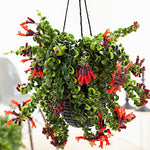 Red Twisted Lipstick Plant Live for Planting in 3 Inches Pot, Aeschynanthus Red Lipstick Live Plant Indoor Outdoor