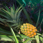 Pack 2 Pineapple Plants Live, Sweet Pineapple Trees Live Plants, Cold Hardy Pineapple Fruit Trees, 4-8 Inch Height, No Pot, Well-Rooted (Elite Gold Pineapple)