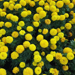 2 Golden Marigold Plants Live, 5 to 6 Inches Long, Live Marigold Plants Small Plant