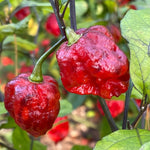 Set 4 Super Hot Peppers Live Plants, 90 Days Old Hot Pepper Chili Plant for Spring Planting, Assorted Color (Carolina Reaper)