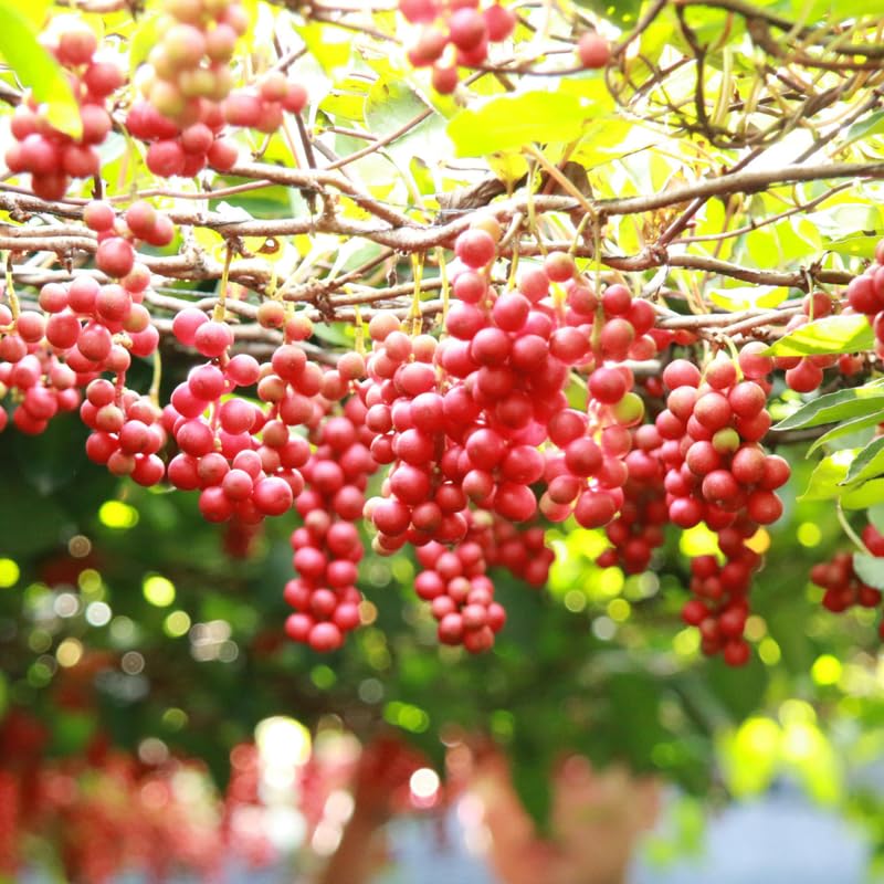 Red Seedless Grape Vines Live Plants for Planting, 5-10" Grape Tree for Outdoor Garden, Dormant in Winter, Cold Hardy, Sweet Flavor