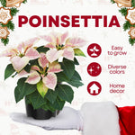 2 Poinsettia Plants Live, Pink Yellow White Poinsettia Flowers Christmas Decorations, Holiday Houseplant, Poinsettias Trees Plants, No Pot, 5-9" Tall