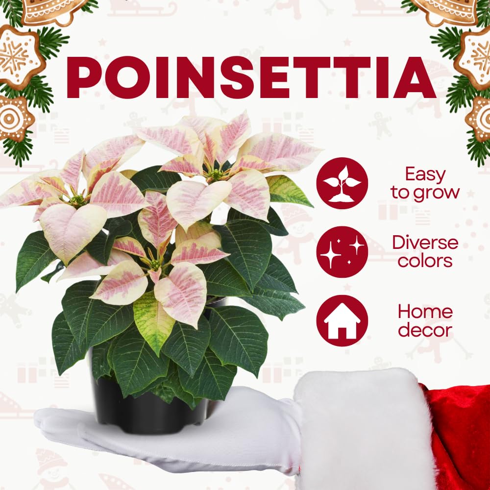 2 Poinsettia Plants Live, Pink Yellow White Poinsettia Flowers Christmas Decorations, Holiday Houseplant, Poinsettias Trees Plants, No Pot, 5-9" Tall