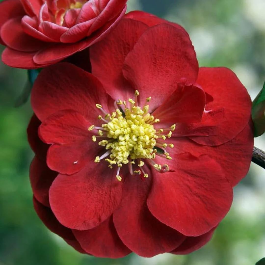 Chaenomeles Japonica Flowering Quince Tree Live Plant Bush Shrub, 3-6" in Tall in 4" Pot, Well Rooted Starter Plants, Zones 5-9, Red Color Bloom