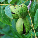 4 Pecan Trees Live Plants, Hardy Pecan Nut Seedlings Bare Roots, 12 to 20 Inc Tall Bare Roots, Shrub Plant
