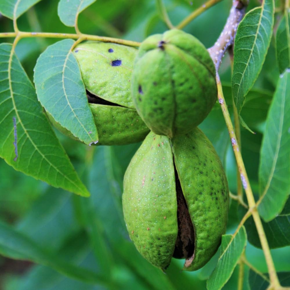 4 Pecan Trees Live Plants, Hardy Pecan Nut Seedlings Bare Roots, 12 to 20 Inc Tall Bare Roots, Shrub Plant