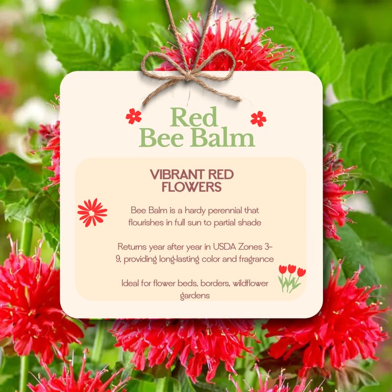 2 Red Bee Balm Plants Live, Perennial Garden Plugs 2-5" Tall, Red Flowers for Outdoor Planting