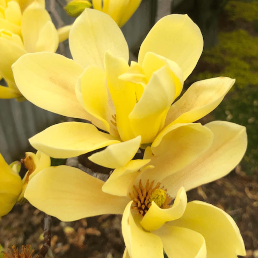 Yellow Magnolia Tree Live Plant in 2.5 Inches in Pot, Starter Plant, Fragrant Perennial Ornamental Plants Shrub for Outdoor Garden
