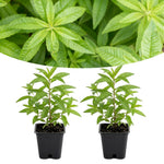 Pack of 2 Lemon Verbena Plants Live, Verbena Plants, 2-5 Inc Tall, Fast Growing Fragrant Herb for Containers and Outdoor Planting