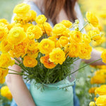 25 Ranunculus Bulbs for Spring Planting, Perennial Flowers Bulbs for Gardens, Vibrant Peony Buttercup Corms for Outdoor Borders (Yellow Ranunculus)