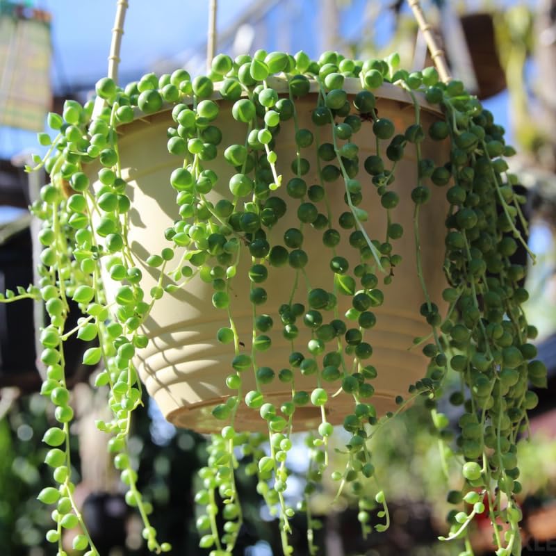 String of Pearls Live Plant, in Pot, Trailing Succulent Plant, Hanging Vine Live Indoor Houseplant