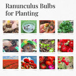 Pack of 30 Ranunculus Bulbs for Spring Planting, Ranunculus Bulbs for Planting, Spring Blooms Vibrant Perennial Bulbs for Garden Borders (Red Ranunculus)