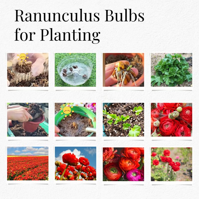 Pack of 30 Ranunculus Bulbs for Spring Planting, Ranunculus Bulbs for Planting, Spring Blooms Vibrant Perennial Bulbs for Garden Borders (Red Ranunculus)