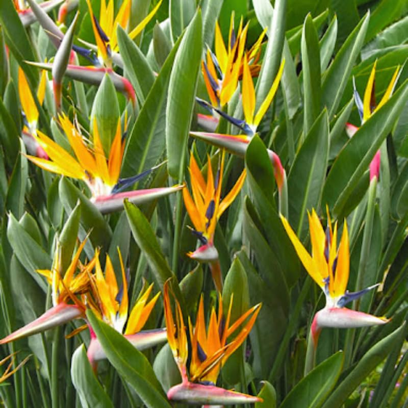 Blue Yellow Bird of Paradise Live Plant, Vibrant Tropical Houseplant Flowers Strelitzia Reginae Size 5 to 9 Inc Tall, No Pot, Well-Rooted, Hardy