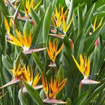 Sets 2 Yellow Bird of Paradise Plants Live, Striking Blue Yellow Blooms, 5 to 9 Inc Tall, No Pot, Tropical Houseplant, Exotic and Vibrant Color