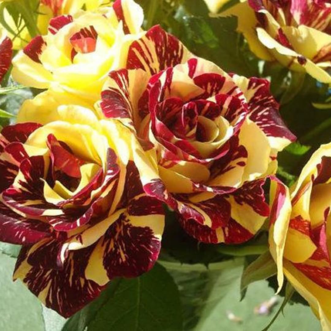 Striped Yellow Climbing Rose Live Plant, 6 Months Old Starter, Fragrant Purple Climbing Roses for Planting Outdoor, No Pot