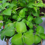 2 Green Cuban Oregano Plants Live, 4-6" Tall Spanish Thyme Mexican Mint for Indoor Outdoor Growing