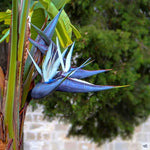 Blue White Bird of Paradise Live Plant, Vibrant Tropical Houseplant Flowers Strelitzia Reginae Size 5 to 9 Inc Tall, No Pot, Well-Rooted, Hardy