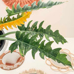Variegated Philodendron Live Plant 4-8 Inches, Rare Indoor Houseplants for Container Growing (Fire Philodendron)