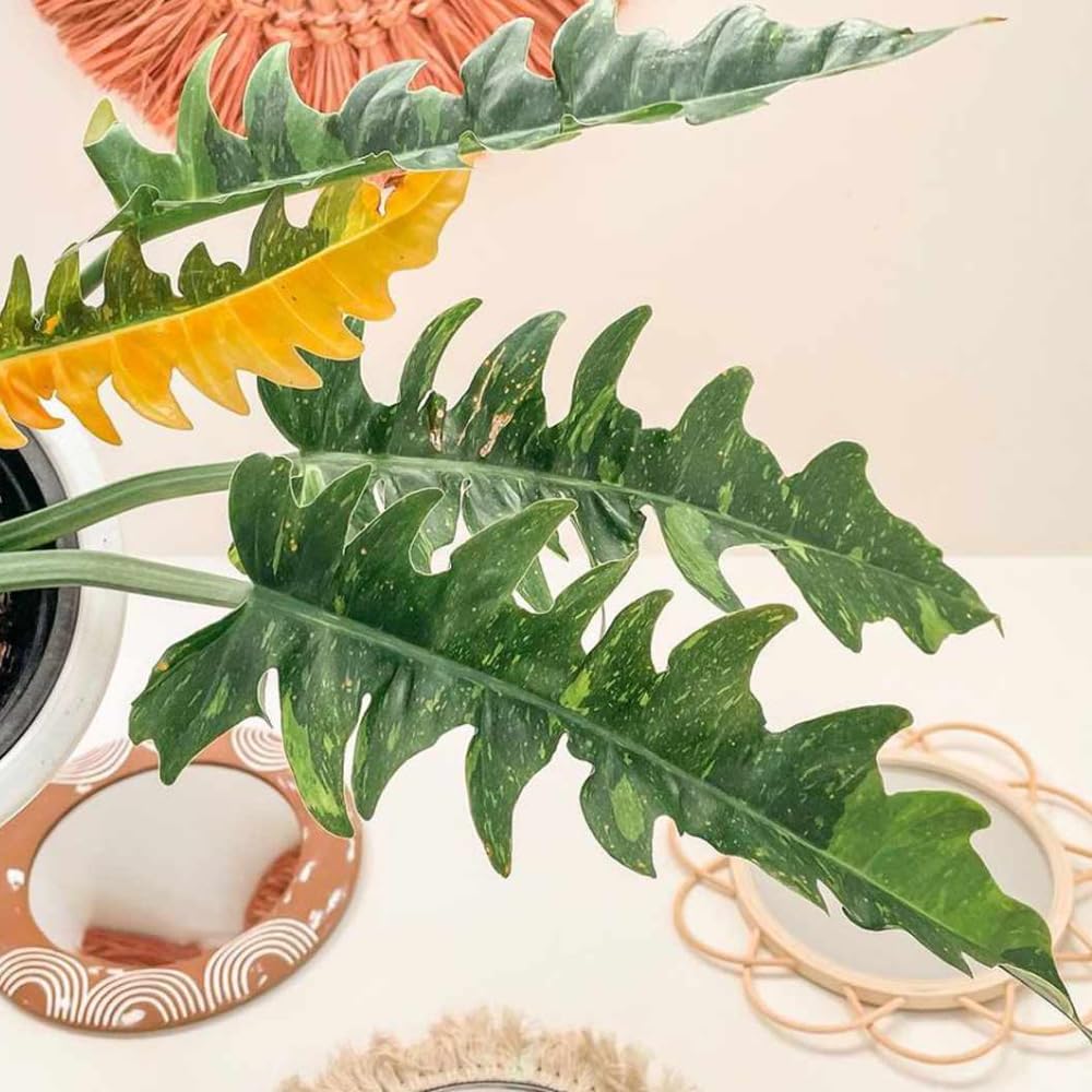 Variegated Philodendron Live Plant 4-8 Inches, Rare Indoor Houseplants for Container Growing (Fire Philodendron)