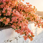 Set 2 Light Orange Bougainvillea Live Plants 4-7 Inches Tall, Vibrant Bumgainvillea Flowering Vines for Garden, Patio Containers and Indoor Growing