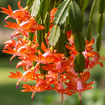 2 Orange Christmas Cactus Plants Live, Starter Holiday Cactus Plant for Indoor Outdoor Houseplants, Fasle and Easter Cactus Plants Like, Cold Hardy, 5-9" in Tall, No Pot