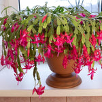 True Christmas Cactus Plant Live, Pink Blooms Indoor Houseplant, Clumps of 4-6" Well-Rooted Holiday Cactus, in 4" Pot