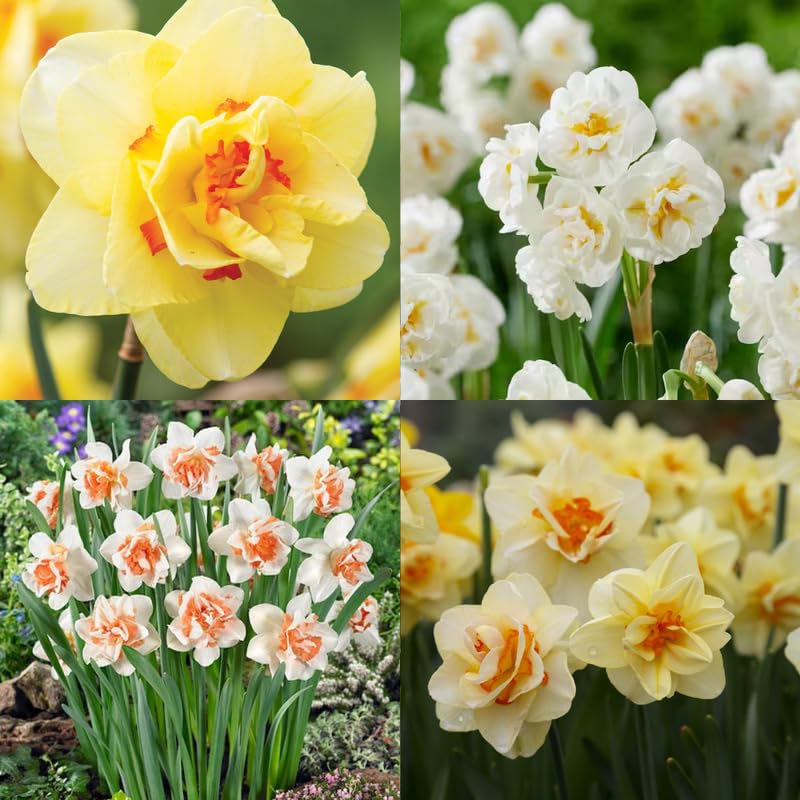 10 Double Daffodil Bulbs, Multicolored Daffodil Bulbs, Cold Hardy, Fall Planting Outdoor Garden