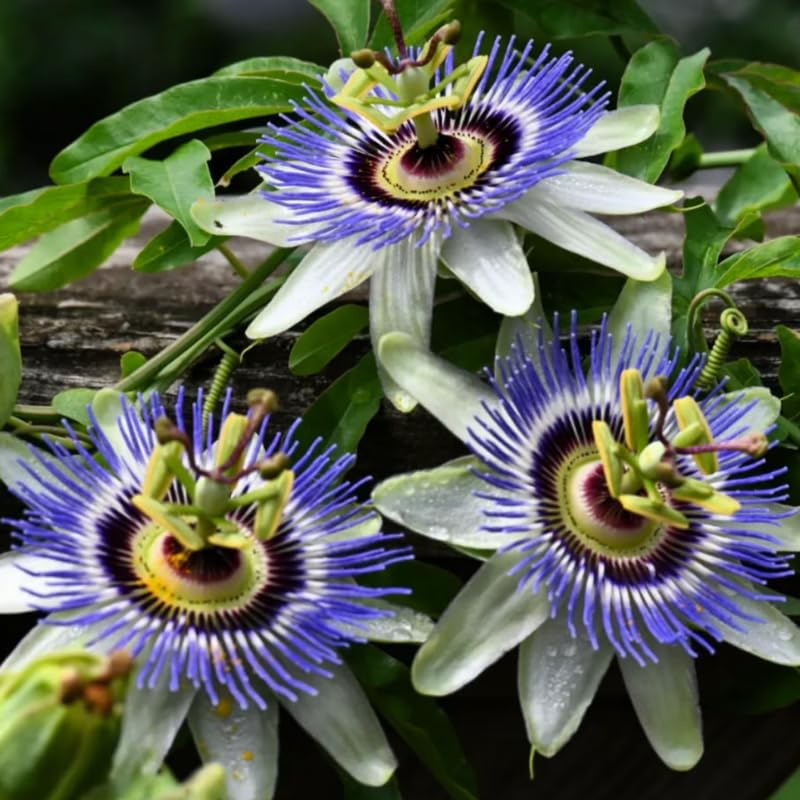 Passion Flower Plant Live, 5 to 8 Inch Tall Passiflora Vine, Fragrant Climbing Plant for Garden or Trellis, No Pot, Well-Rooted (Blue Passion Flower)