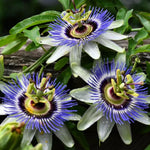 Pack 2 Passion Flower Plants Live, Passiflora Vine Well-Rooted, 5-7 Inch Tall Climbing Vine for Garden Trellises and Fences, No Pot (Blue Passion Flower)
