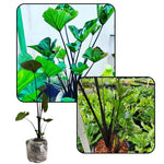 Colocasia Esculenta, Colocasia Live Plant, Elephant Ears Live Plant, Esculenta Taro Live Houseplant, 5-8 Inc Tall, No Pot (Rare Colocasia)