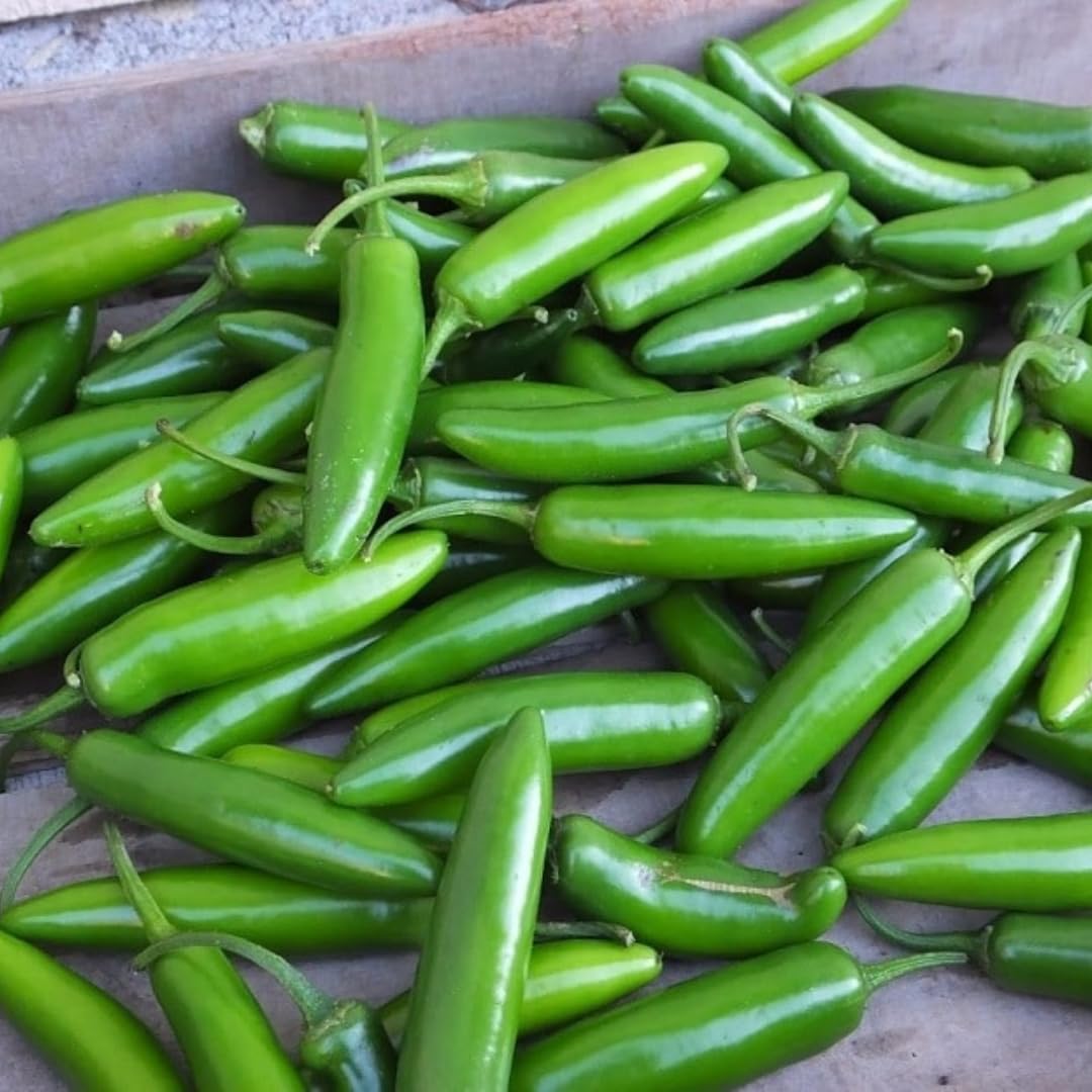 2 Plants Serrano Pepper Live Plants Per Pot, 100 Days Old Pepper Plant Well Rooted Seedlings, Hot Peppers for Year Round Harvesting, No CA