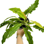 Variegated Philodendron Live Plant, Rare Indoor Houseplant Live Well Rooted 5-7 Inches, Container Growing, Home Office Decor (Fire Philodendron)