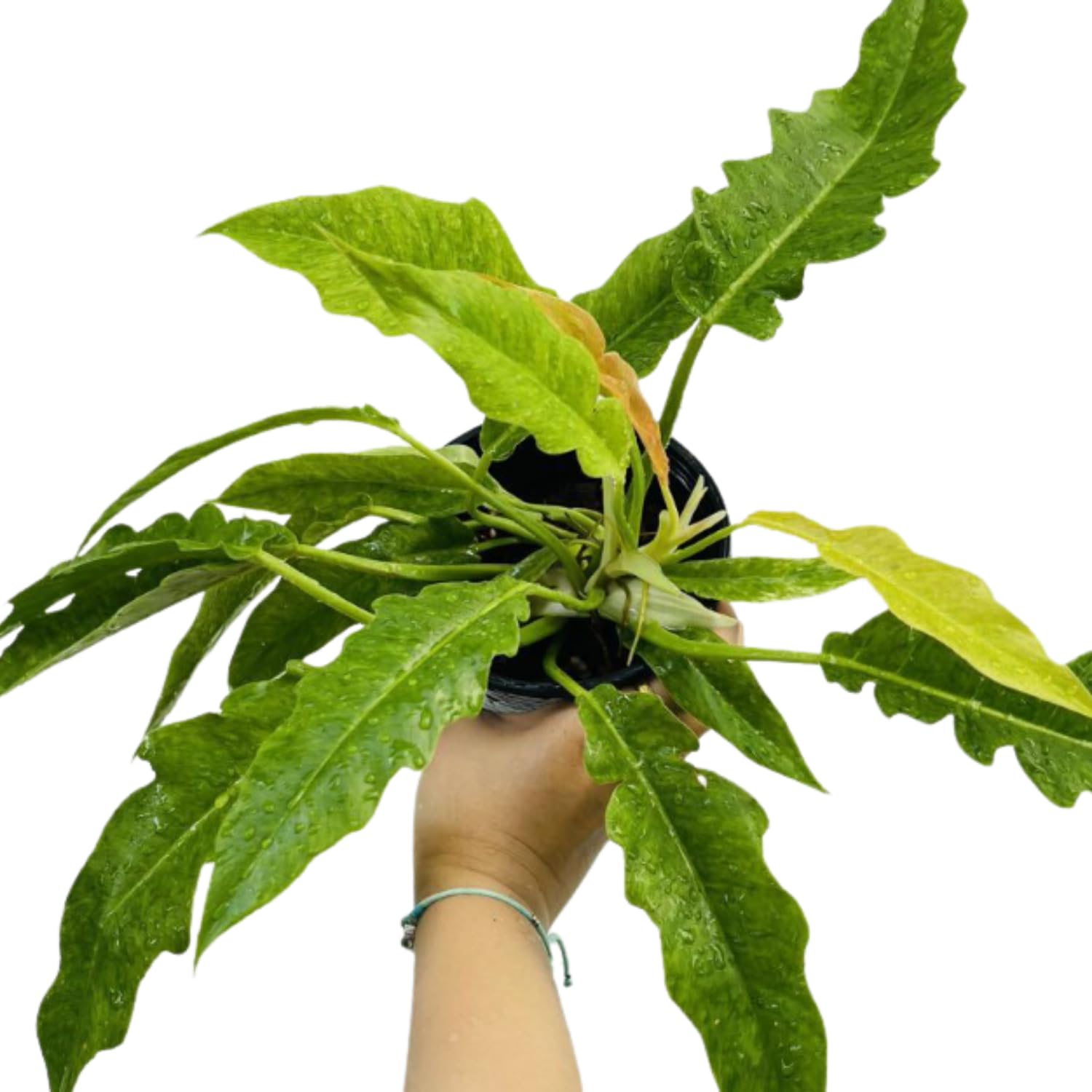 Variegated Philodendron Live Plant, Rare Indoor Houseplant Live Well Rooted 5-7 Inches, Container Growing, Home Office Decor (Fire Philodendron)