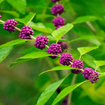 3 Shrubs Beautyberry Bush Live Plant, Purple Beautyberry Plant Tree from 5 to 10 Inches in Tall, No Pot, Well-Rooted, Hardy