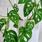Live Monstera Plant Pot, Set 4 Plants, Monstera Live Plants Indoor, 3 to 5 Inches Tall, Monstera Plant Live Starter Plants